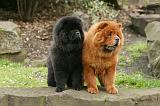 CHOW CHOW 688